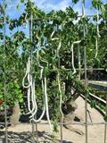 snake gourd